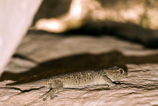 Hemidactylus Turcicus