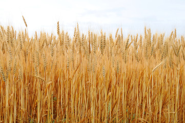 Fototapeta premium Golden Wheat