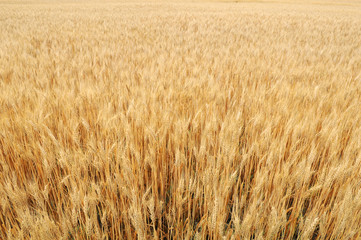 Wheat Field