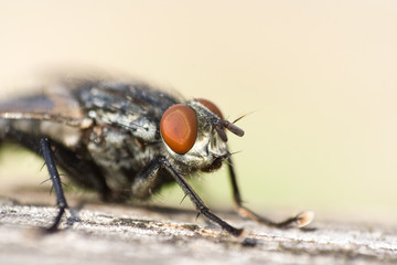 Fliege