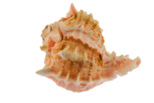 bumpy seashell