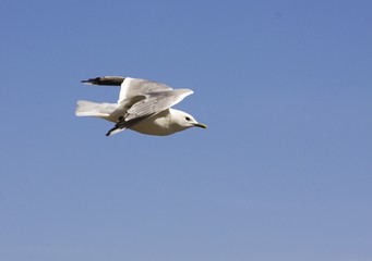 Sea gull in the flight.