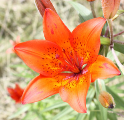 Garden red lily
