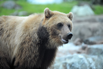 Obraz premium Grizzly Bear