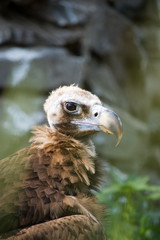 white-tailed sea eagle