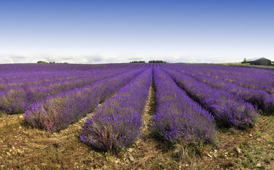 Fototapeta na wymiar lavender