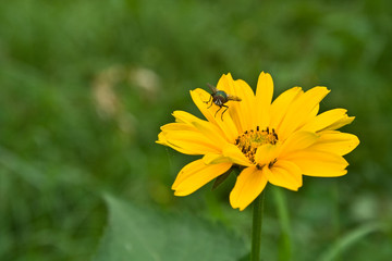 flower and fly