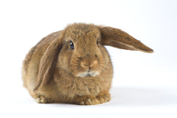 brown bunny, isolated on white background