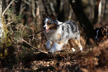 berger australien qui court avec un bâton
