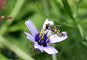 Syrphe posé sur une fleur