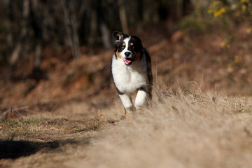 berger australien qui court