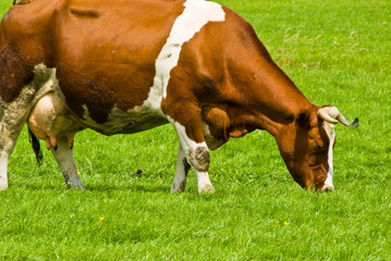 Fototapeta na wymiar Cow on a Field
