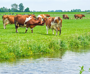 Cows on a Field