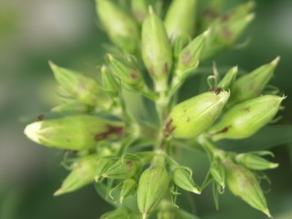 V&eacute;g&eacute;tal