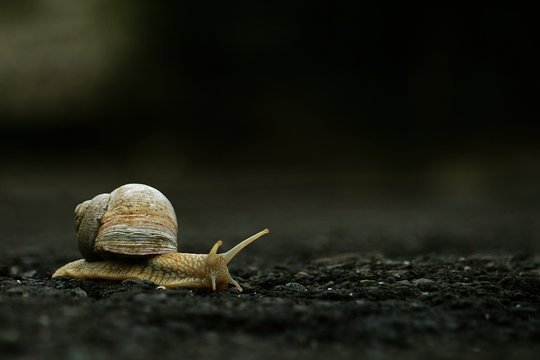 Weinbergschnecke