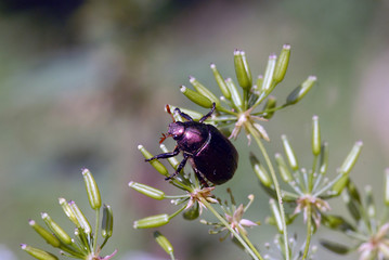 escarabajo