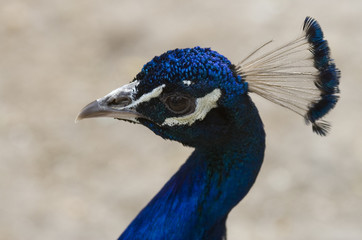 Head of the peacock