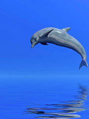 Fototapeta premium Dolphin