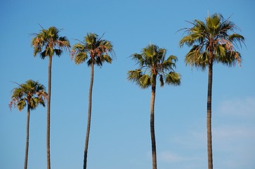 Naklejka premium L.A. Palm Trees
