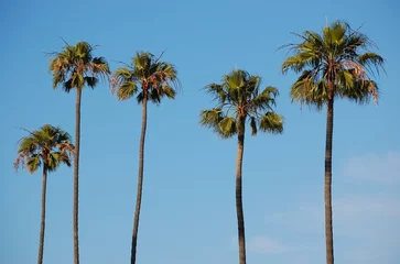 Peel and stick wall murals Los Angeles L.A. Palm Trees