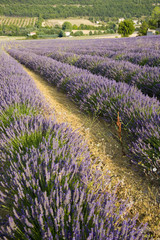 lavender in Sault, Vaucluse, Provence, France