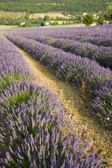 Obraz premium lavender in Sault, Vaucluse, Provence, France