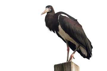 White-bellied Stork