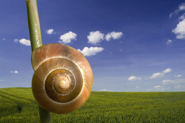 Schnecke