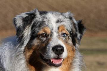 portrait de berger australien