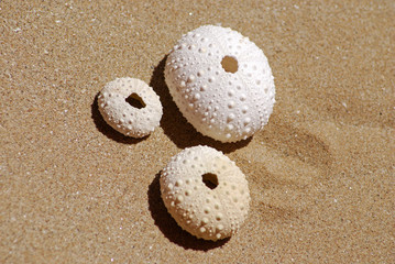 Shells