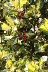 Fototapeta premium holly berries 3