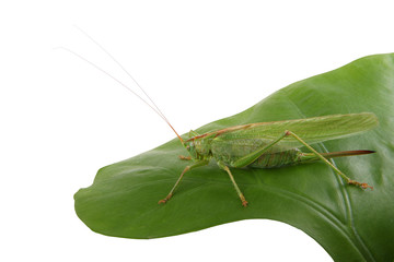 Grasshopper
