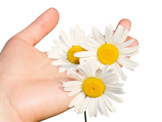 Flowers in hand isolated on white