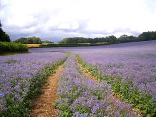 Starflower Crop - Lilac Field path