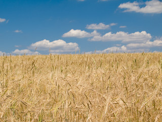 landscape with wheat field and blue sky background