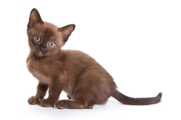 Burmese kitten on white background
