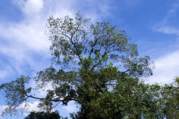 tree and sky