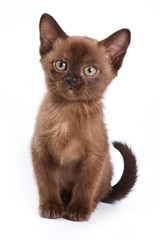 Burmese kitten on white background