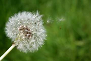 dandelion and seeds