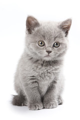 Fototapeta premium British kitten on white background