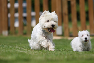 course de westies