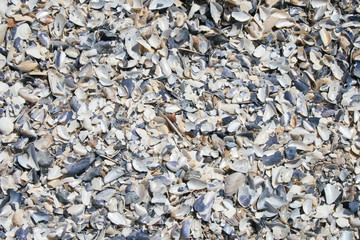 shells textured