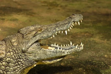 Crédence de cuisine en verre imprimé Crocodile crocodiles du nil