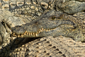 crocodiles du nil