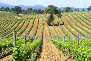 Fototapeta na wymiar Tuscan vineyards