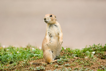 Prairie Dogs