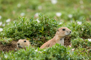Prairie