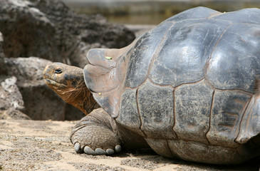 Giant Galapagos Tortoise