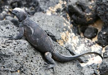 Galapagos marine Iguana