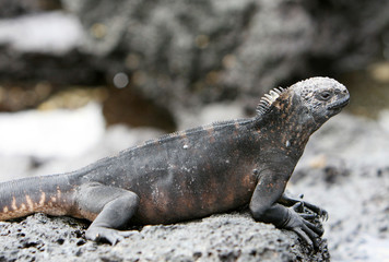 Marine Iguana